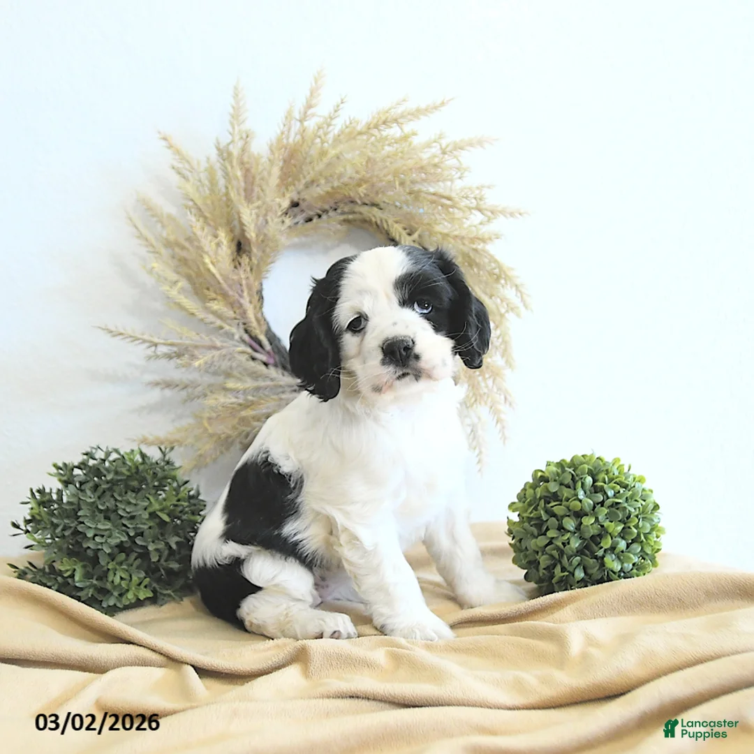 English Cocker Spaniel dogs for sale: Izzy - Ad 1