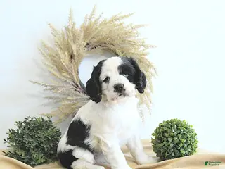 English Cocker Spaniel dogs for sale: Izzy - Ad 1