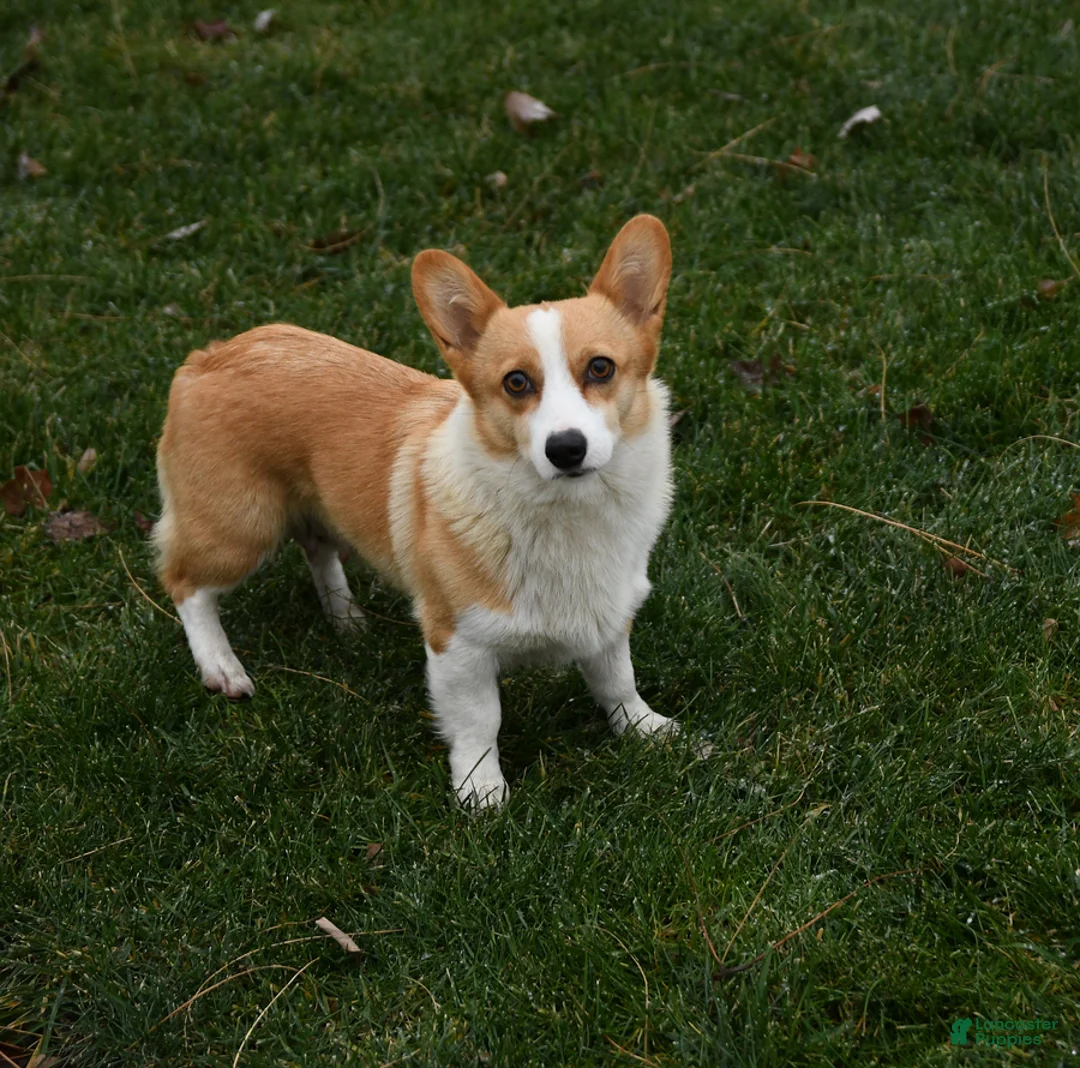Welsh Corgi Pembroke dogs for sale: Molly - Ad 6