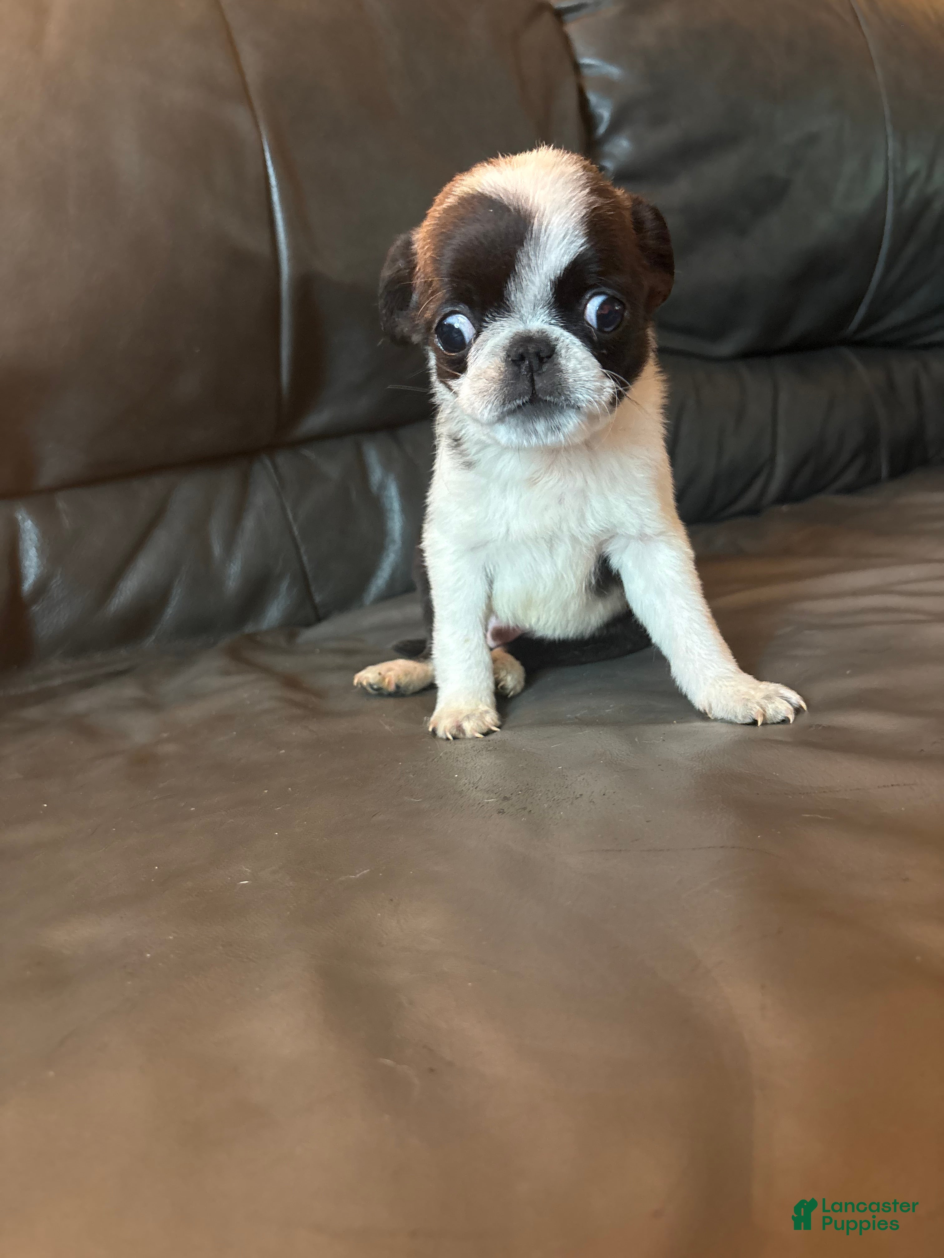 Pug dogs for sale: Otis  - Ad 3