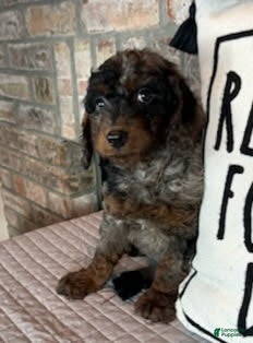 Mini Goldendoodle dogs Mira - Ad 29