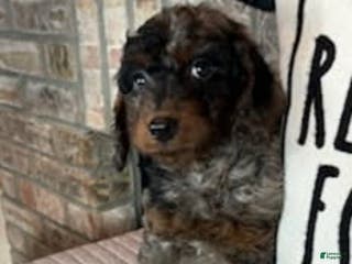 Mini Goldendoodle dogs Mira - Ad 36