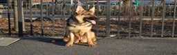 German Shepherd dogs for sale: Green - Ad 4
