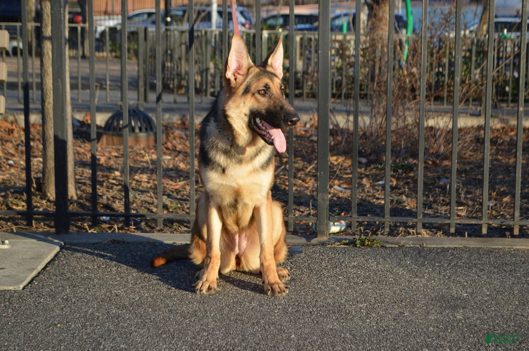 German Shepherd dogs for sale: Green - Ad 4