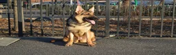 German Shepherd dogs for sale: Green - Ad 4