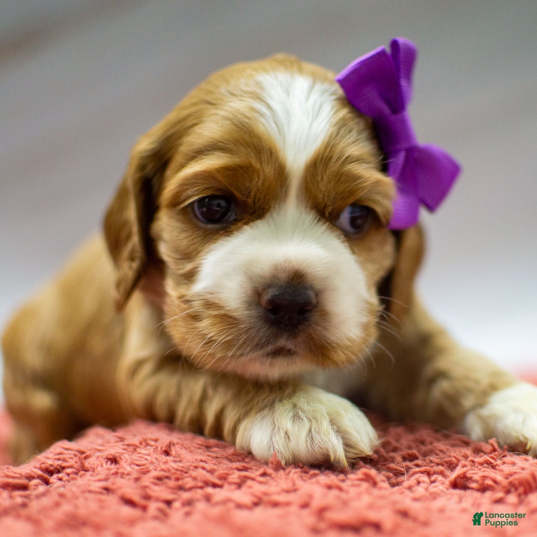 Cocker Spaniel dogs for sale: Nala - Ad 4