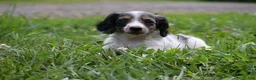 Miniature Dachshund dogs for sale: Stella - Ad 7