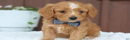 Miniature Golden Retriever dogs for sale: Miniature Golden Retriever Puppy 7 - Ad 3