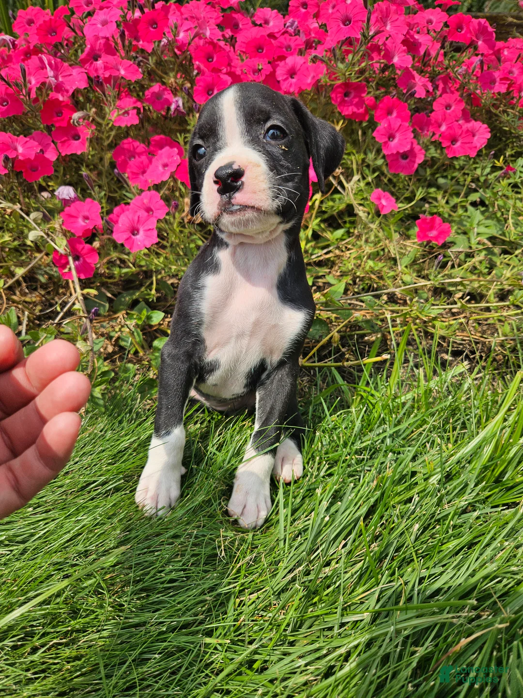 Boxer dogs for sale: Bambi - Ad 1
