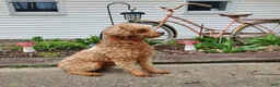 Cavapoo dogs for sale: Simba - Ad 15