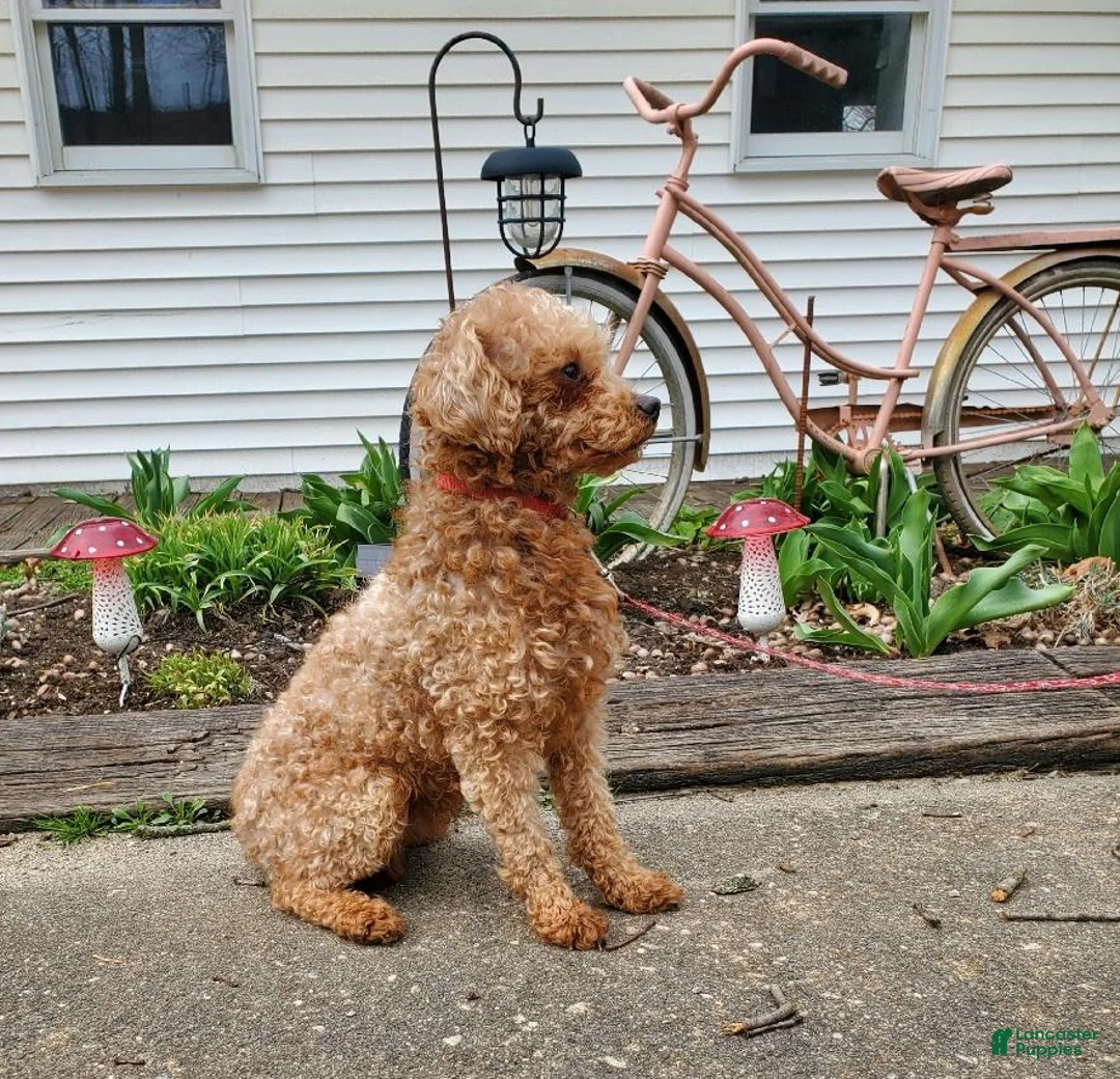 Cavapoo dogs for sale: Simba - Ad 15