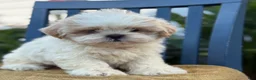 Shih Tzu dogs for sale: Henley - Ad 12