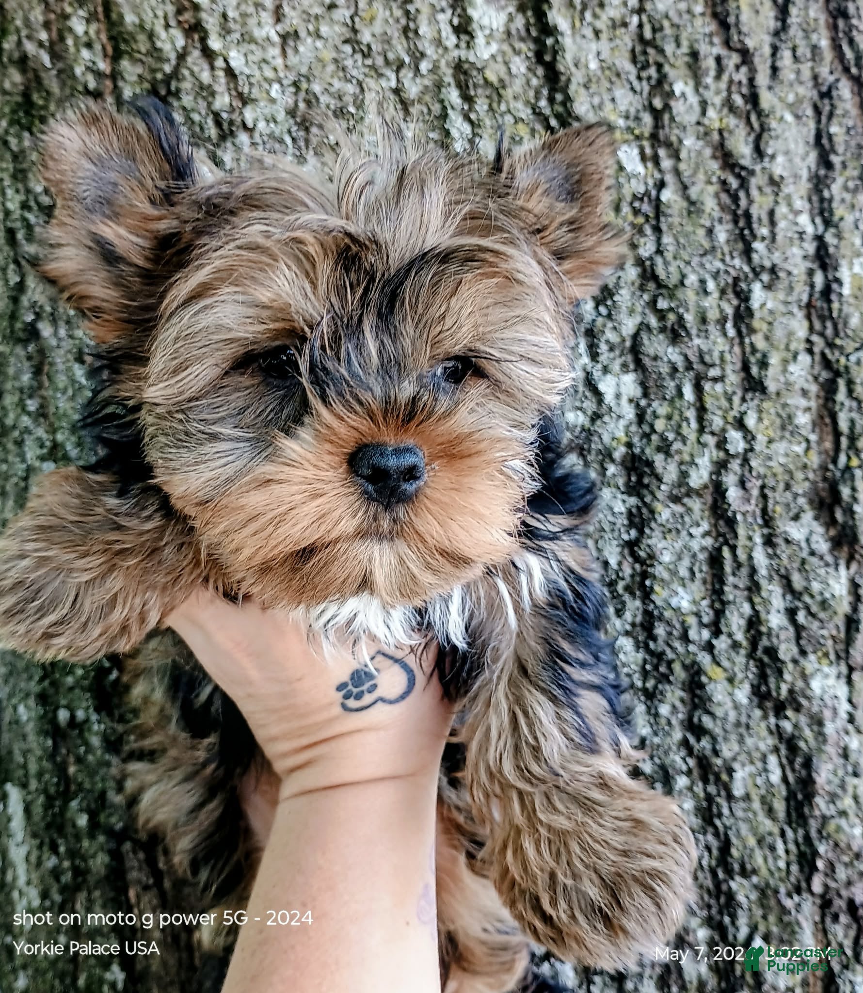Yorkshire Terrier dogs Yorkshire Terrier Puppy 1 - Ad 1