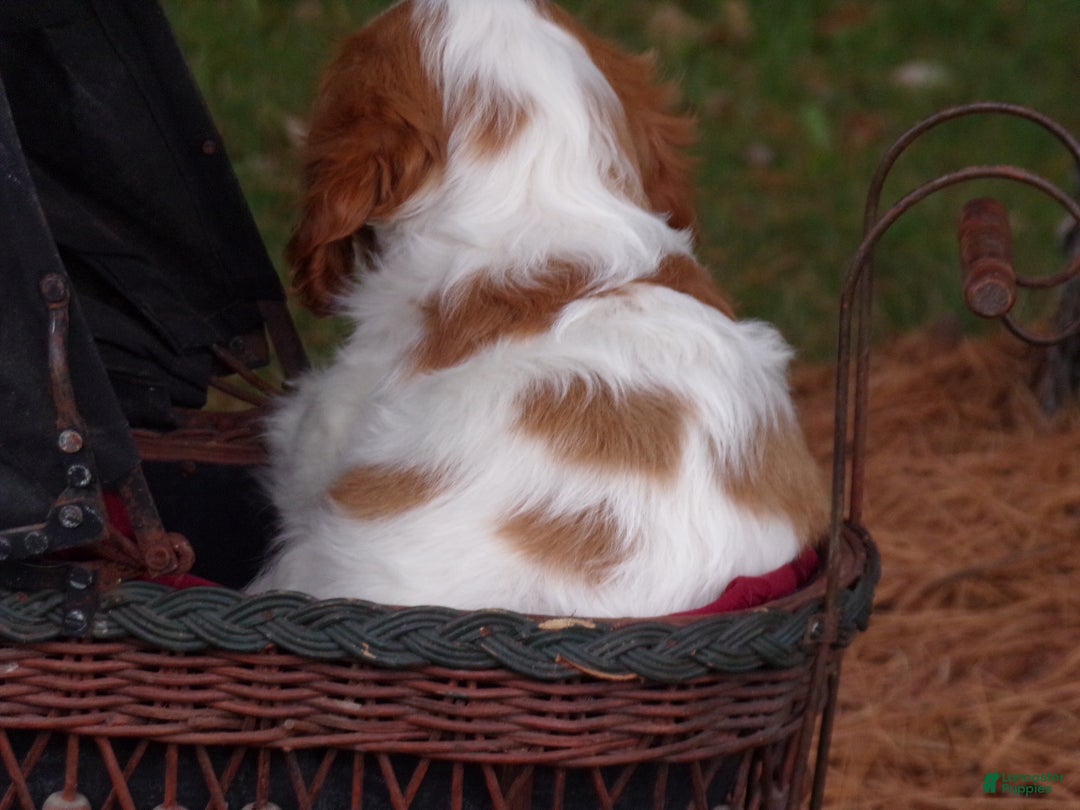 Cavalier King Charles Spaniel dogs for sale: Harbor - Ad 7