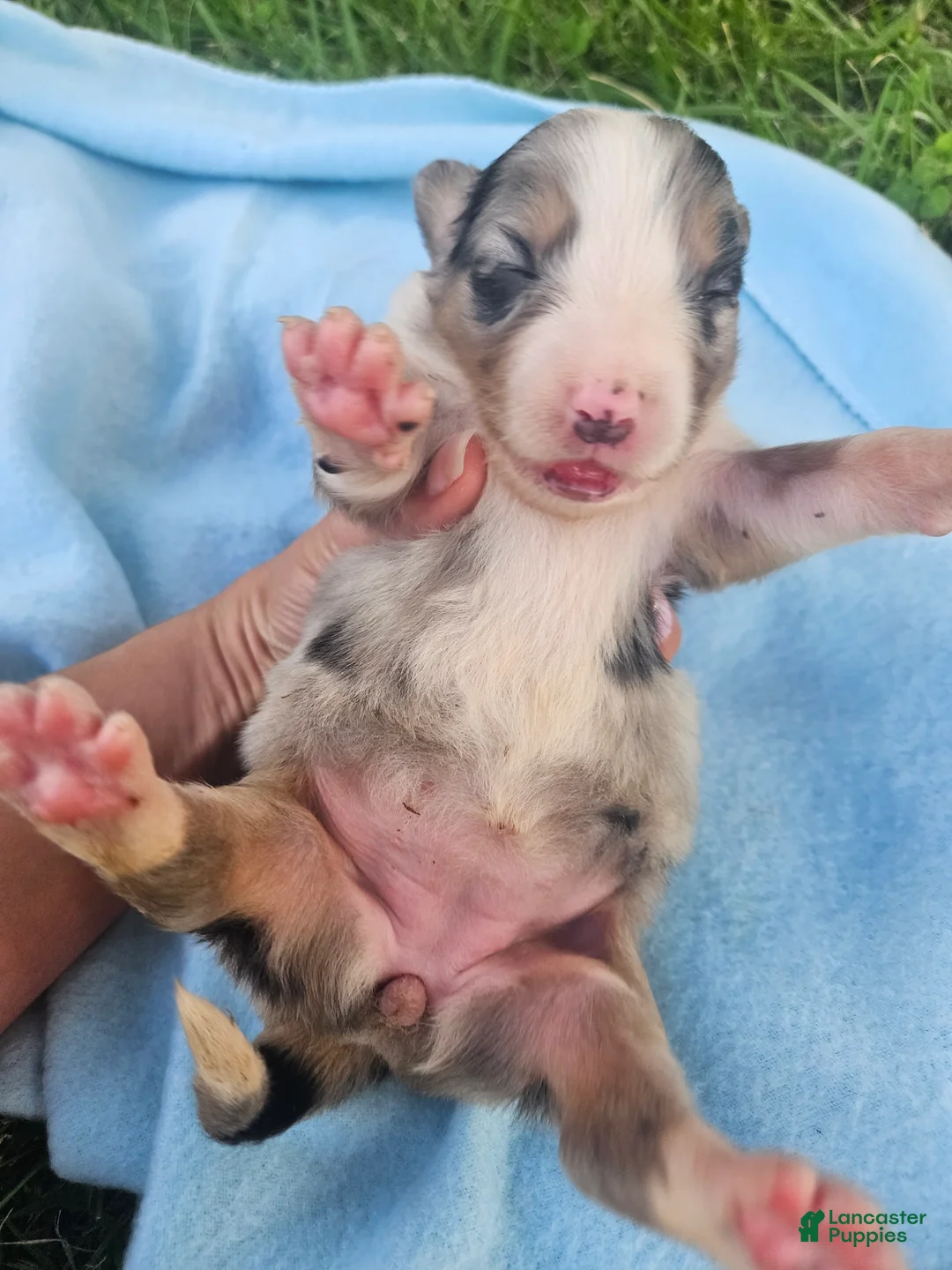 Australian Shepherd dogs for sale: Lacey - Ad 2