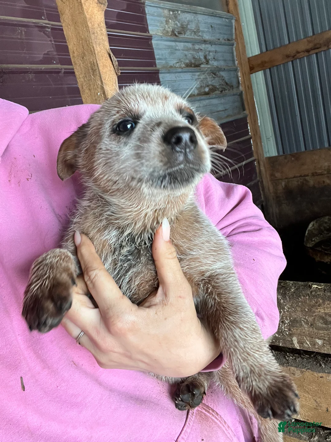 Australian Cattle Dog dogs for sale: Dawn - Ad 2