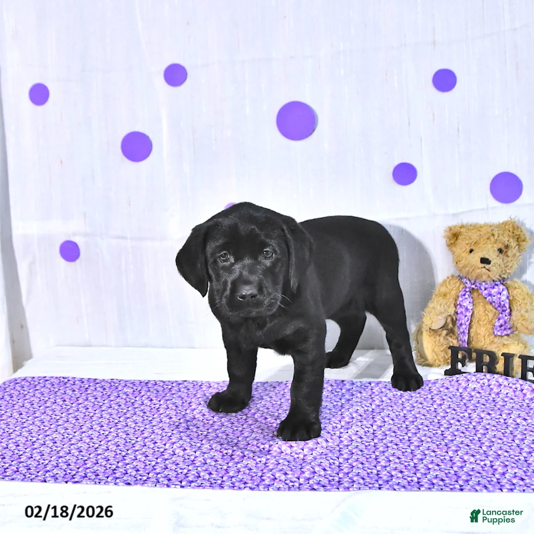 Labrador Retriever dogs for sale: Penny - Ad 4