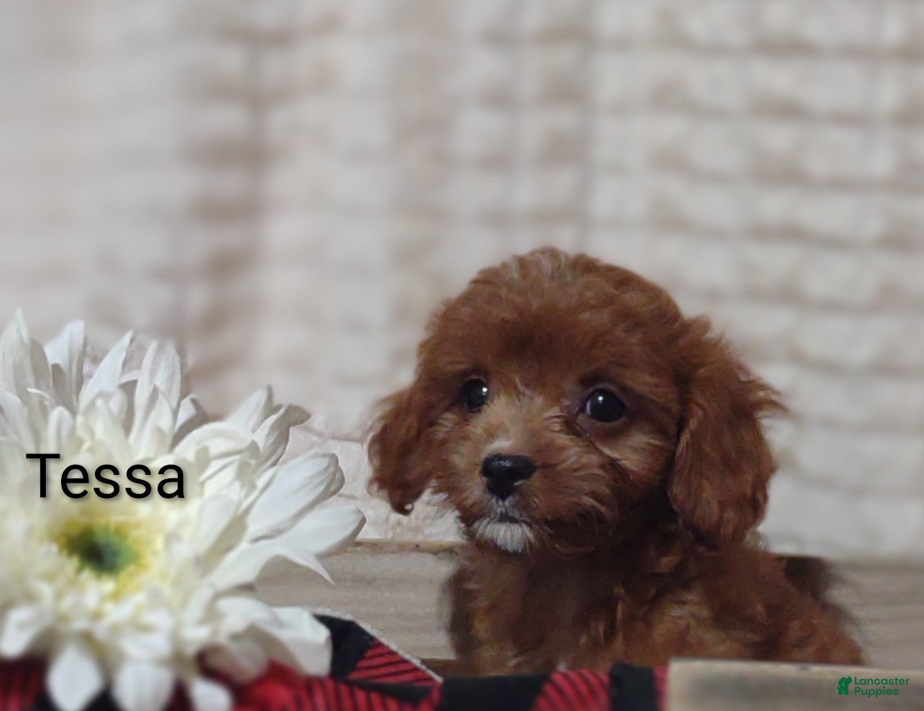Cavapoo dogs Cavapoo 4 Tessa - Ad 1