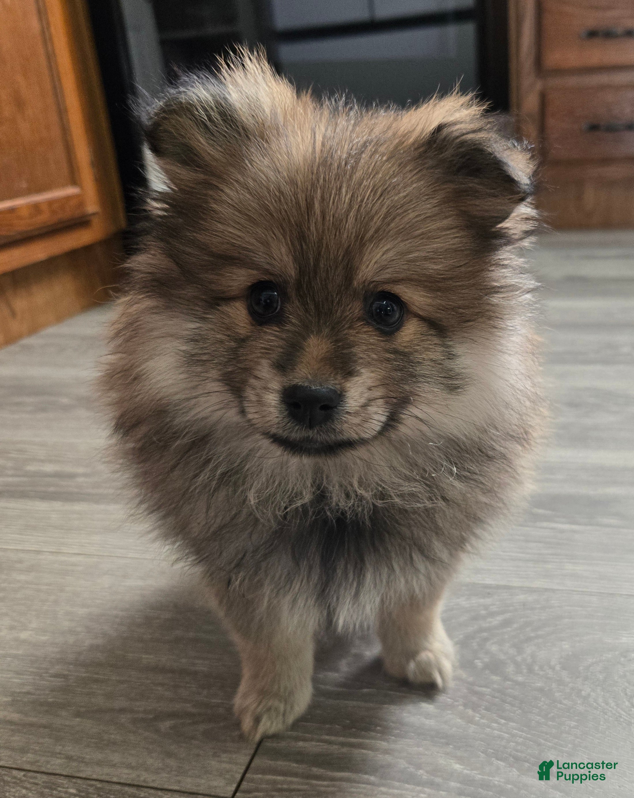 Pomeranian dogs Skip  - Ad 29