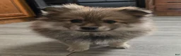 Pomeranian dogs for sale: Skip  - Ad 1