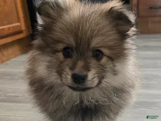 Pomeranian dogs Skip - Ad 29
