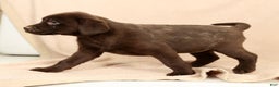 Labrador Retriever dogs for sale: Molly - Ad 2