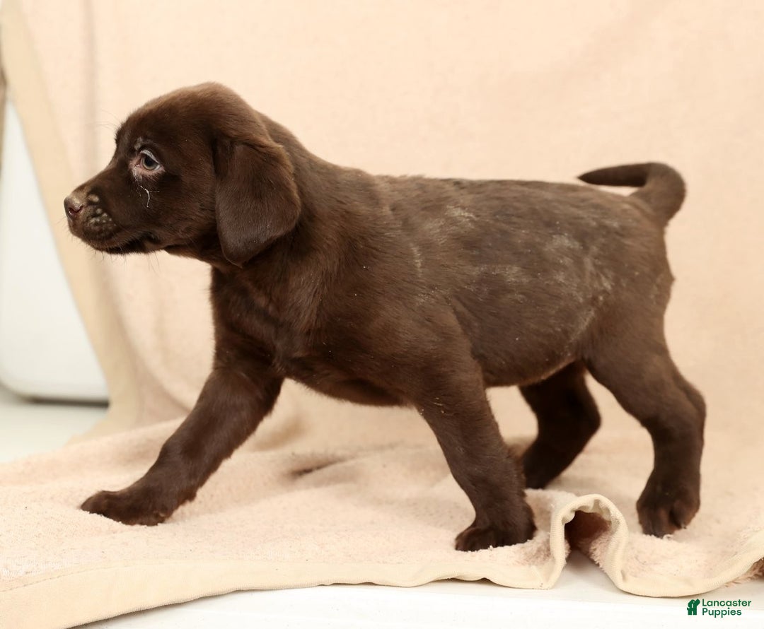 Labrador Retriever dogs for sale: Molly - Ad 2