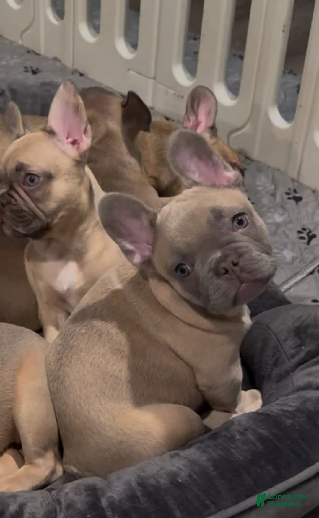 French Bulldog dogs for sale: Blessing - Ad 12