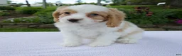 Cavapoo dogs for sale: Dash - Ad 1