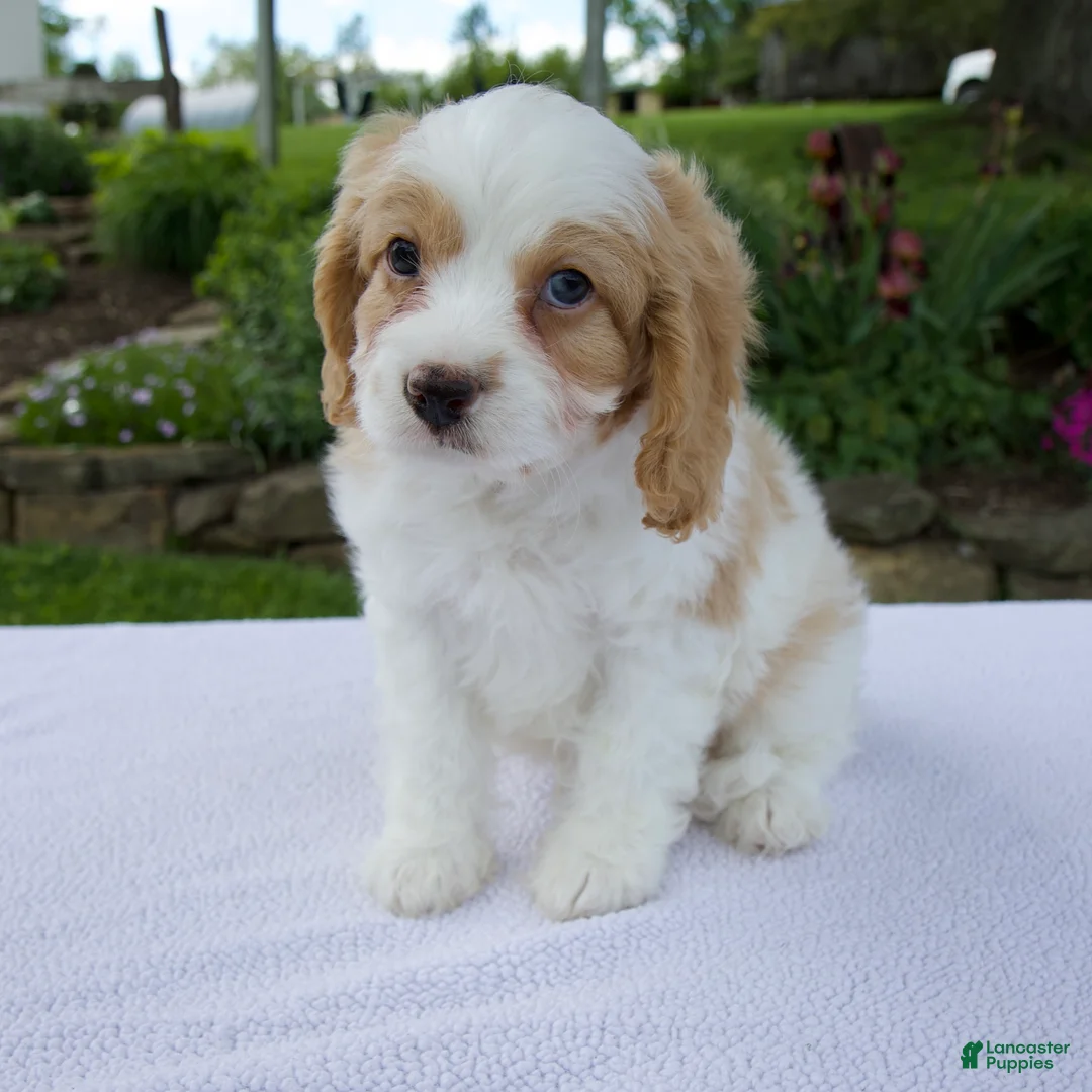 Cavapoo dogs for sale: Dash - Ad 1