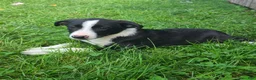 Mixed Breed dogs for sale: Luke  - Ad 3