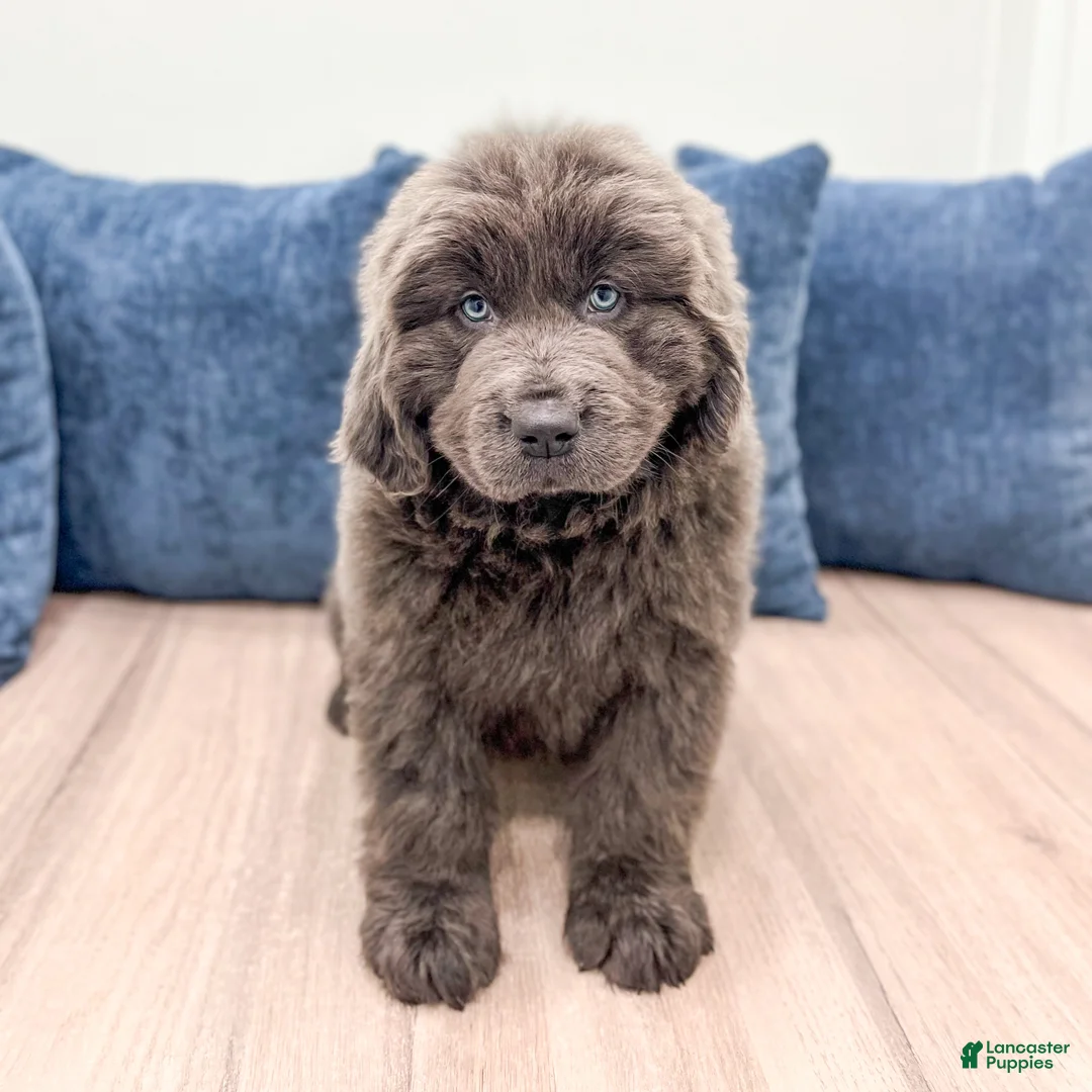 Newfoundland dogs for sale: Betsy - Ad 2