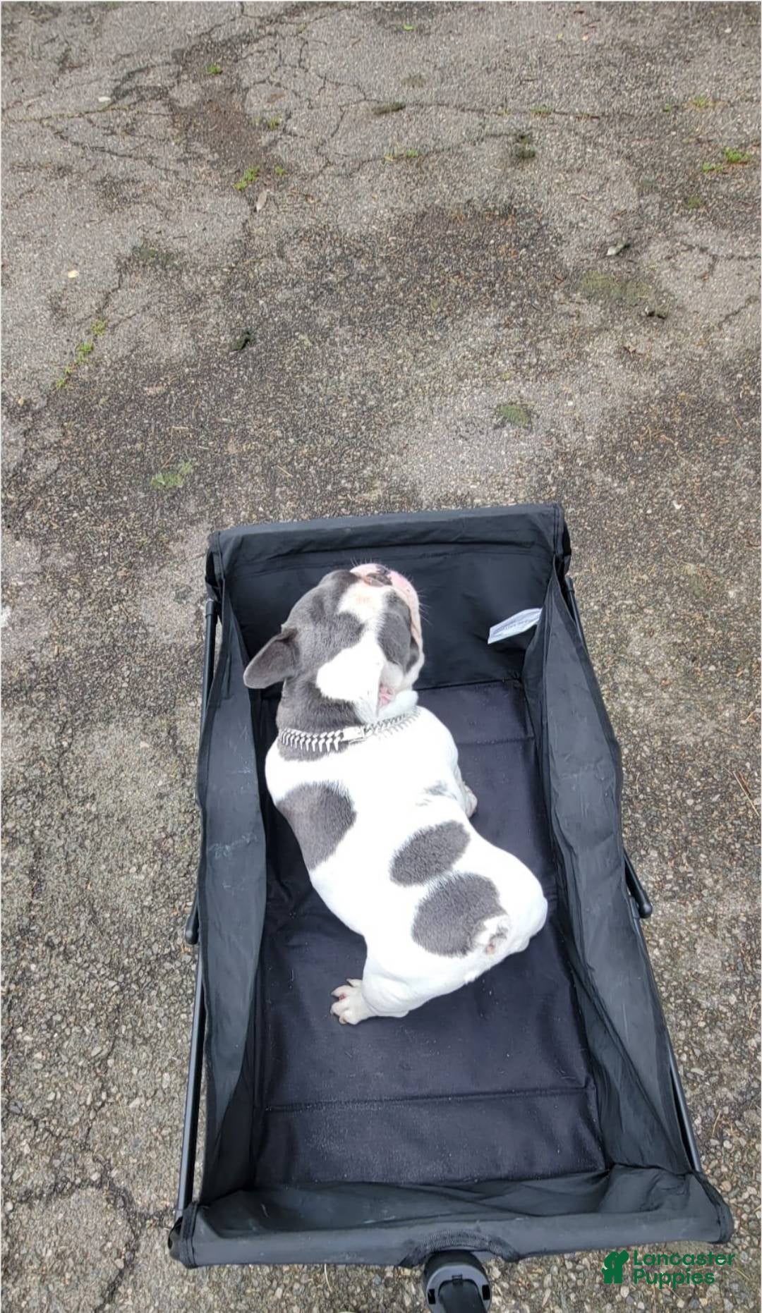 French Bulldog dogs for stud: Blotch (Stud) - Ad 2