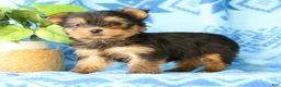 Yorkshire Terrier dogs for sale: Darla - Ad 4