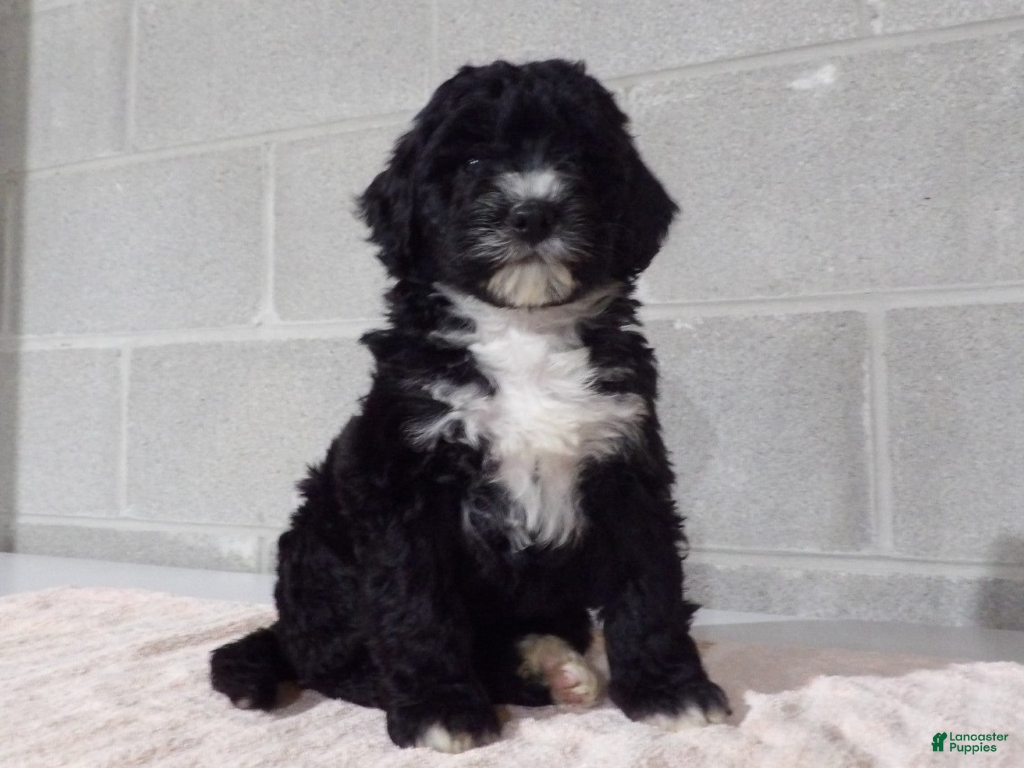 Bernedoodle dogs Rosy - Ad 2