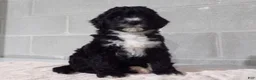 Bernedoodle dogs for sale: Rosy - Ad 2
