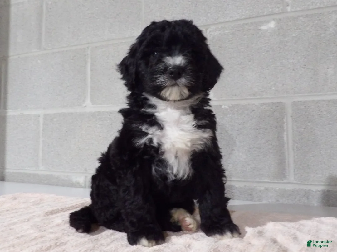 Bernedoodle dogs for sale: Rosy - Ad 2