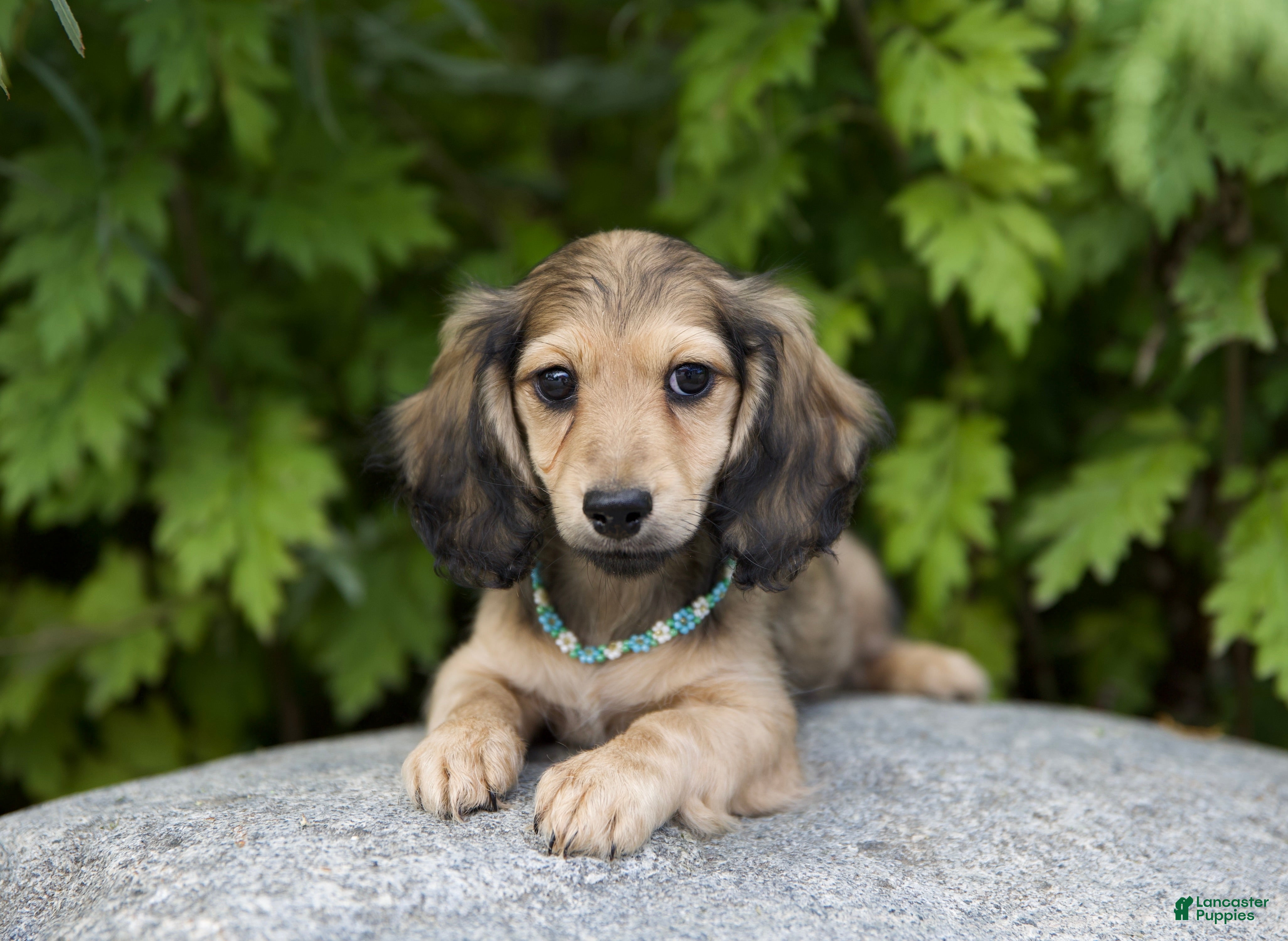 Miniature Dachshund dogs Miniature Dachshund Nancy - Ad 2