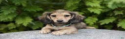 Miniature Dachshund dogs for sale: Miniature Dachshund Nancy - Ad 1