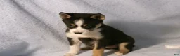Pomsky dogs for sale: Pansy - Ad 4