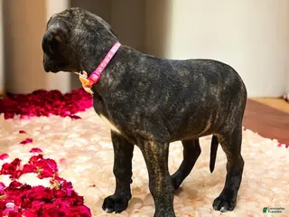 Great Dane dogs Luna - Ad 16