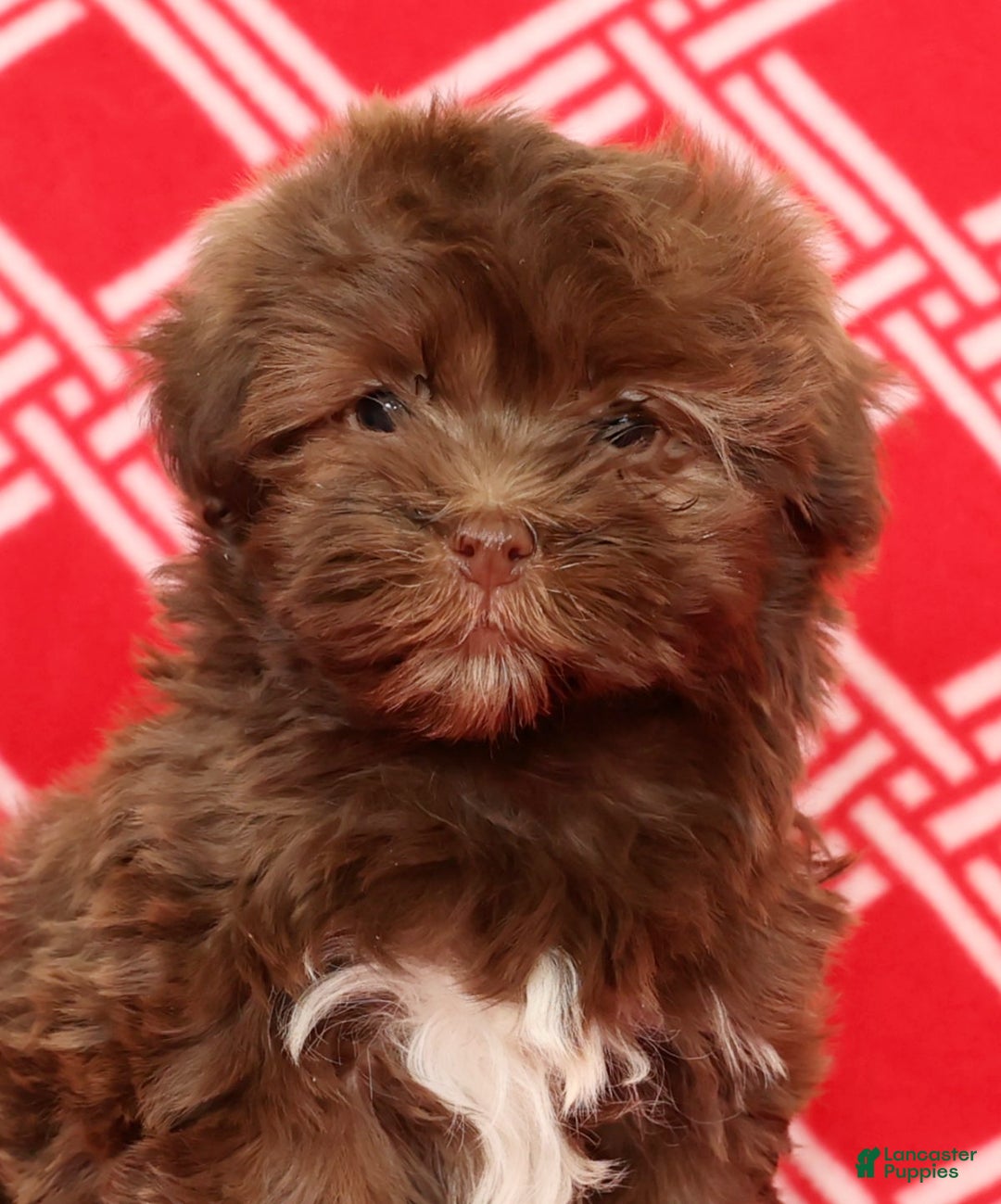 Havanese dogs for sale: Callie - Ad 9