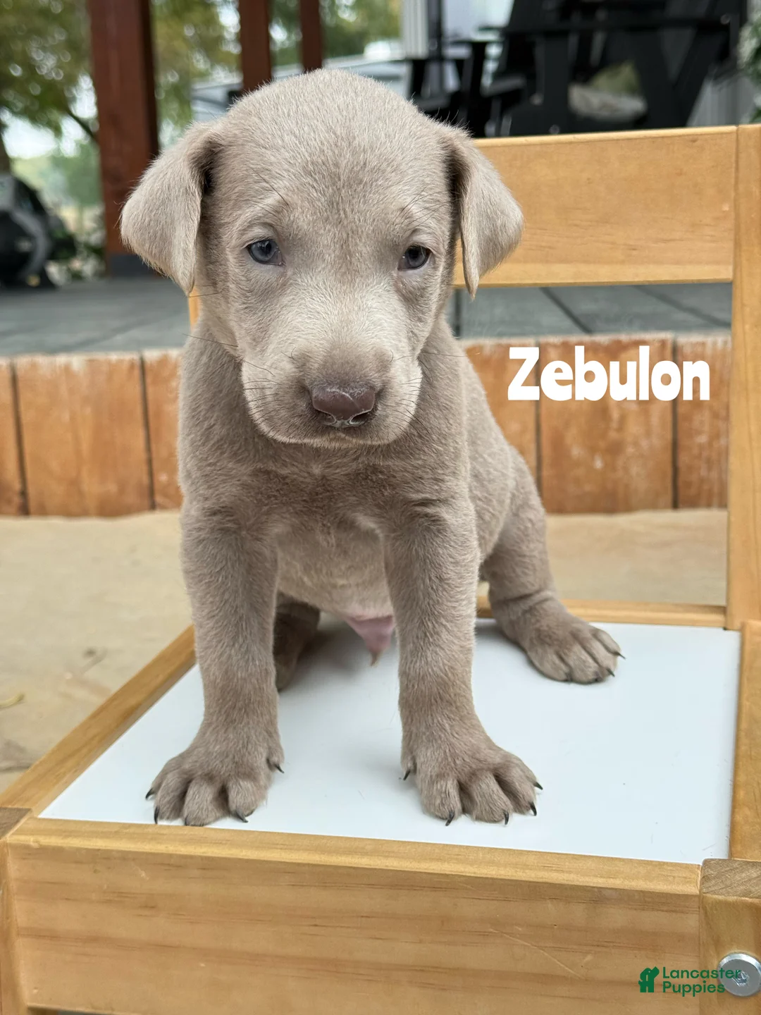 Labrador Retriever dogs for sale: Zebulon - Silver Male - Ad 1