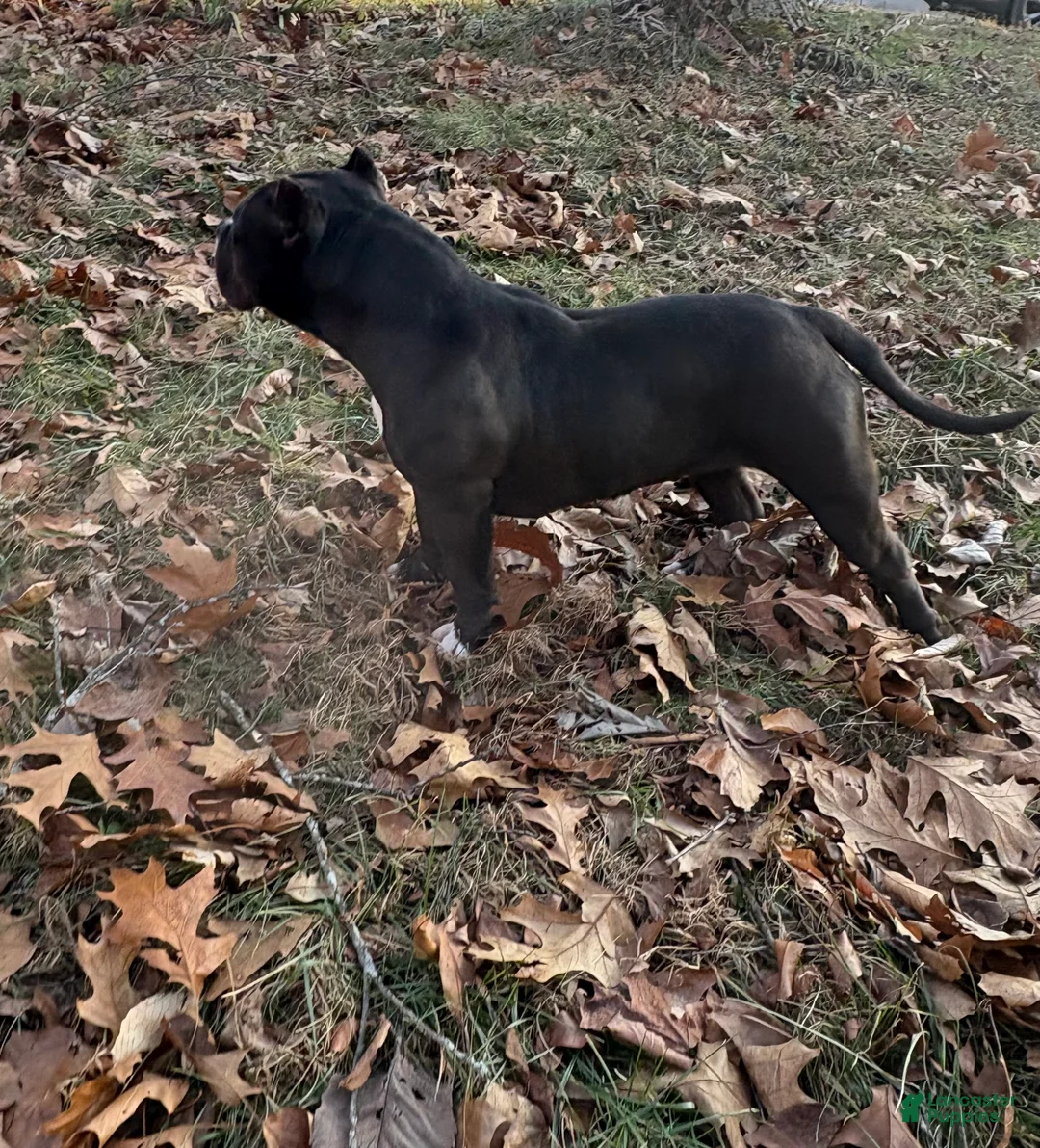 American Bully dogs for sale: Bella - Ad 3