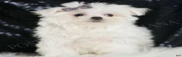 Maltese dogs for sale: Bunnie - Ad 6