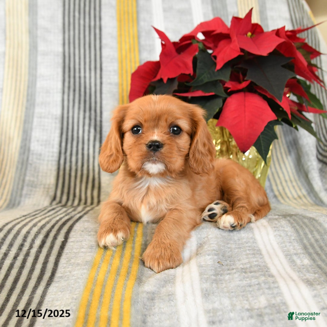Cavalier King Charles Spaniel dogs for sale: Snuggles   - Ad 4