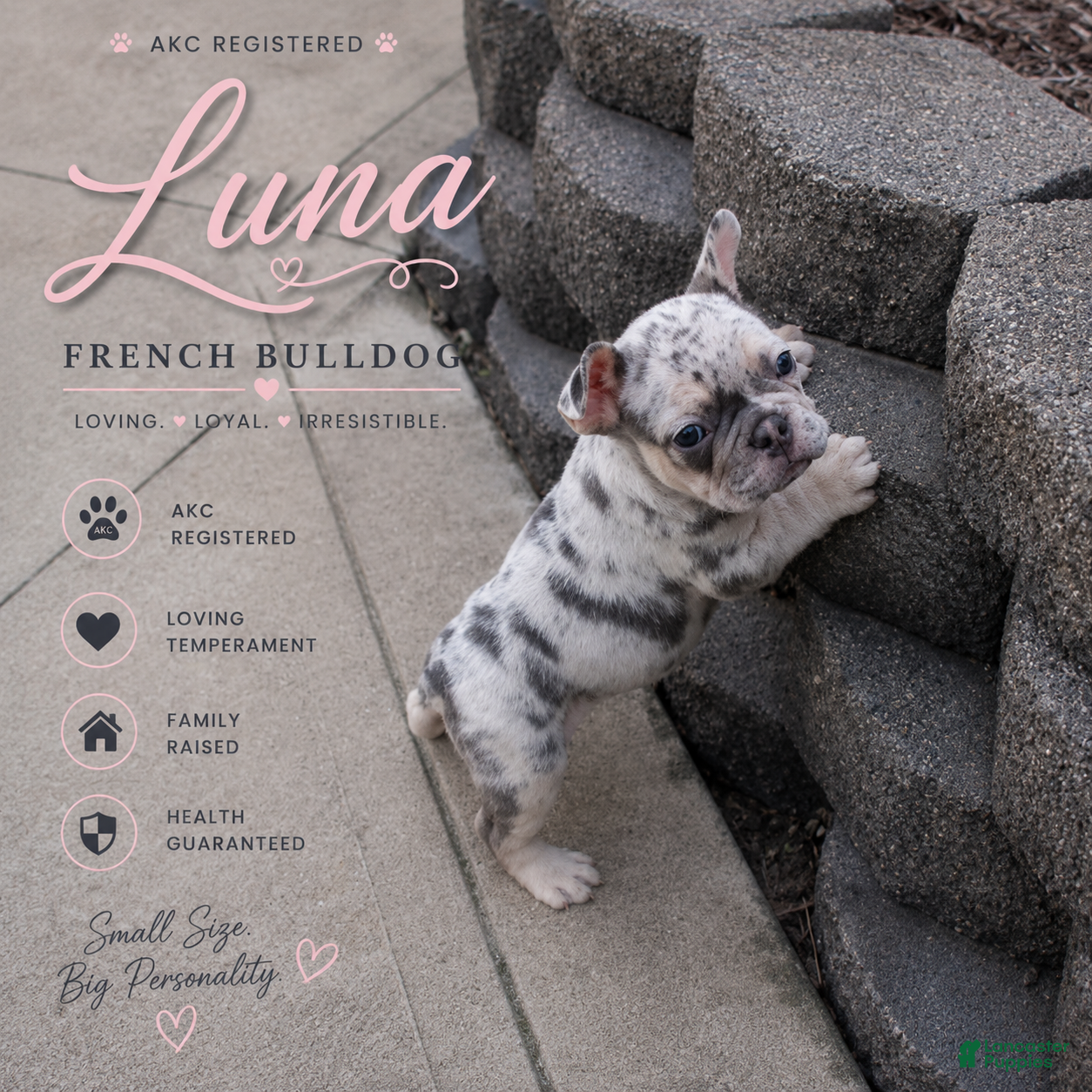 French Bulldog dogs Luna - Ad 1
