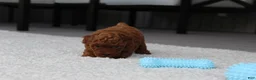 Toy Poodle dogs for sale: Anson - Ad 5