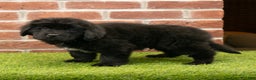 Newfoundland dogs for sale: Dash - Ad 4
