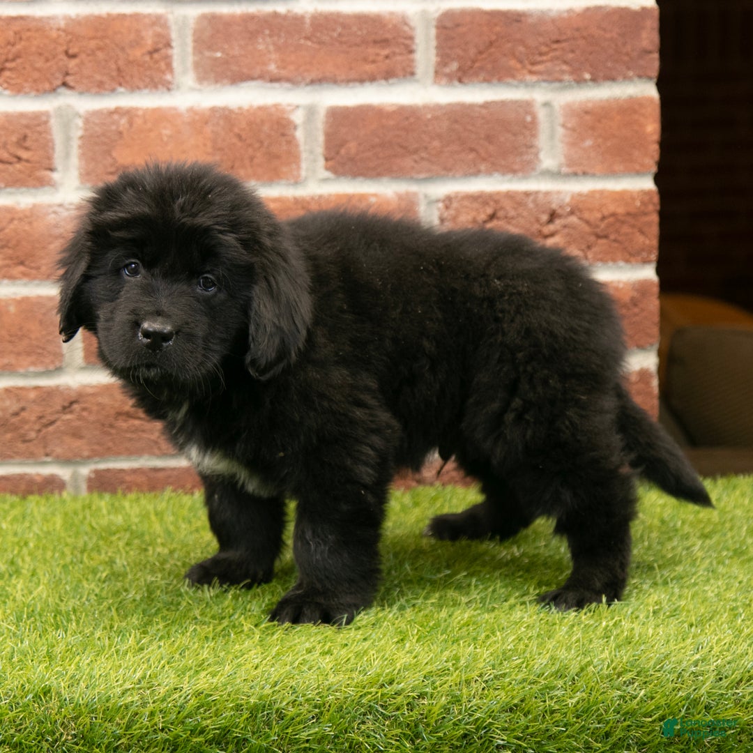 Newfoundland dogs for sale: Dash - Ad 4